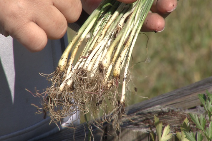 How to properly plant onions